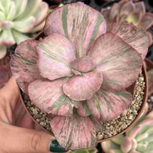 Echeveria Red Phoenix Variegada