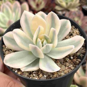 Echeveria Akaihosi Variegada