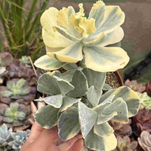 Cotyledon Undulata Variegada