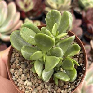 Senecio Jacobsenii Variegado