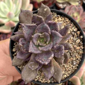 Echeveria Superbowl
