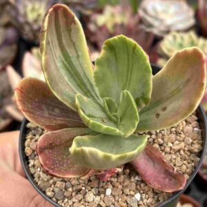 Echeveria Fimbriata Variegada