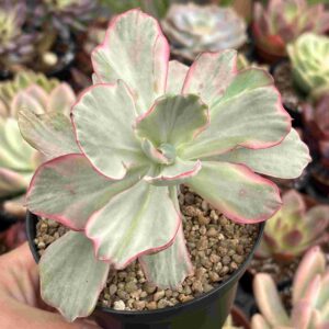 Echeveria Flying Cloud Variegada