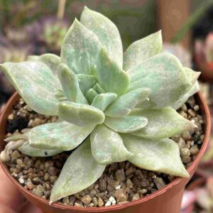 Echeveria Harry Watson Monstruosa