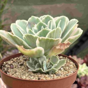 Echeveria Lemon Variegada (con hijitos)