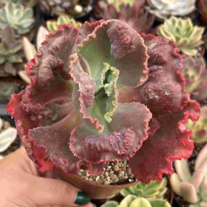 Echeveria Mauna Loa (carunculada)