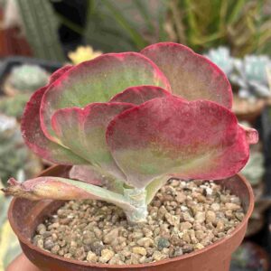 Kalanchoe Thyrsiflora Variegado
