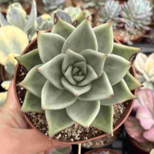 Echeveria Agavoides Hidalgo