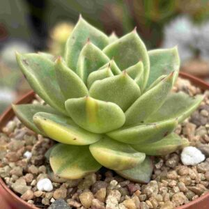 Echeveria Gilva Variegada