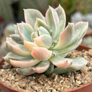 Echeveria Fantome Variegada (con hijitos)