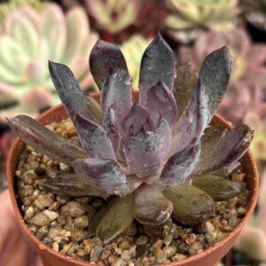 Echeveria Black Pearl