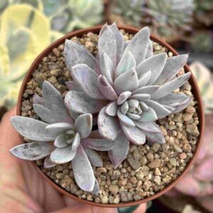Graptoveria Lulu (con hijitos)