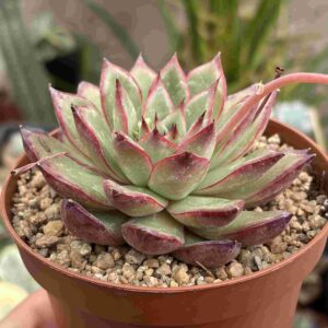 Echeveria Romeo Rubin x Pulidonis