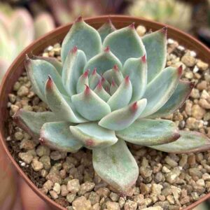 Echeveria Chihuahuensis