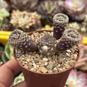 Puna Clavarioides
