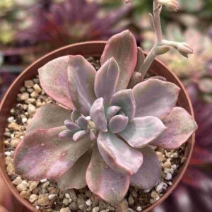 Graptoveria Mr. Richard Variegada