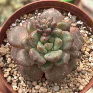Graptoveria Chanel