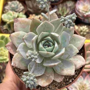 Sedum Suaveloens