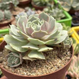 Echeveria Lola (con hijitos)